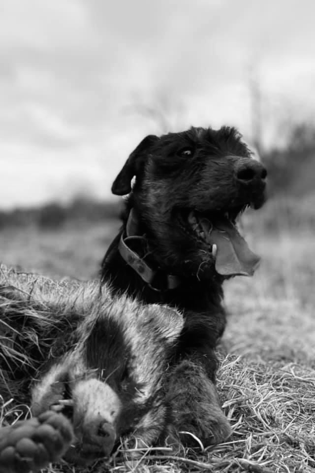 Wreck "Em (Rufus), Owned by William Burns